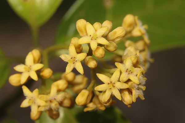 New shrub species found in northern Myanmar