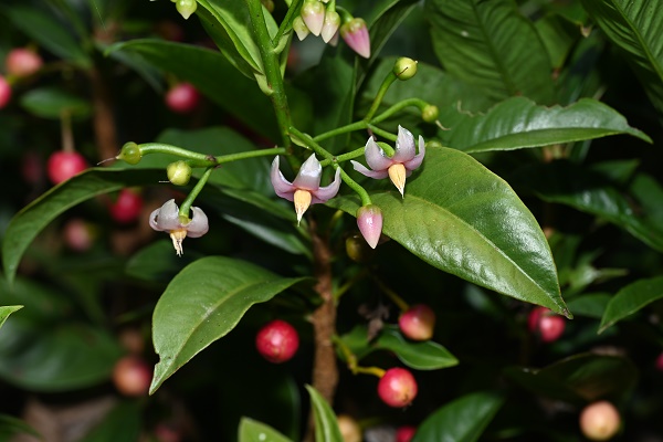 New Ardisia species found in Yunnan