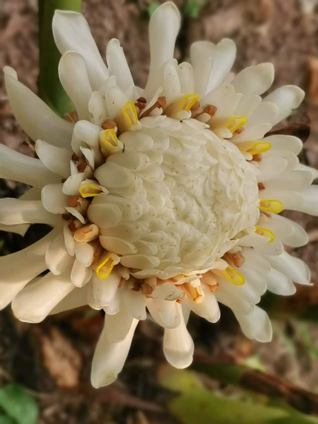 Blossoming flowers in March in XTBG