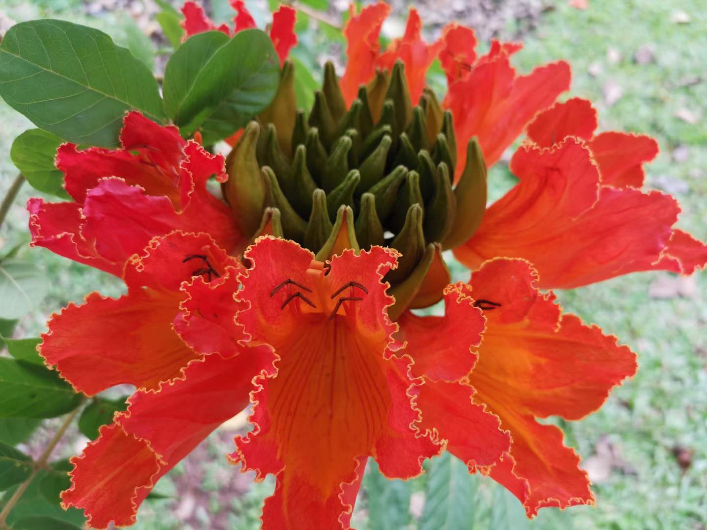 Blossoming flowers in March in XTBG