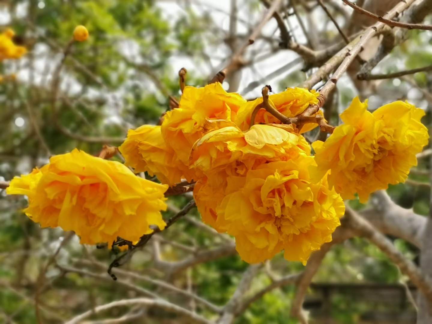 Blossoming flowers in March in XTBG