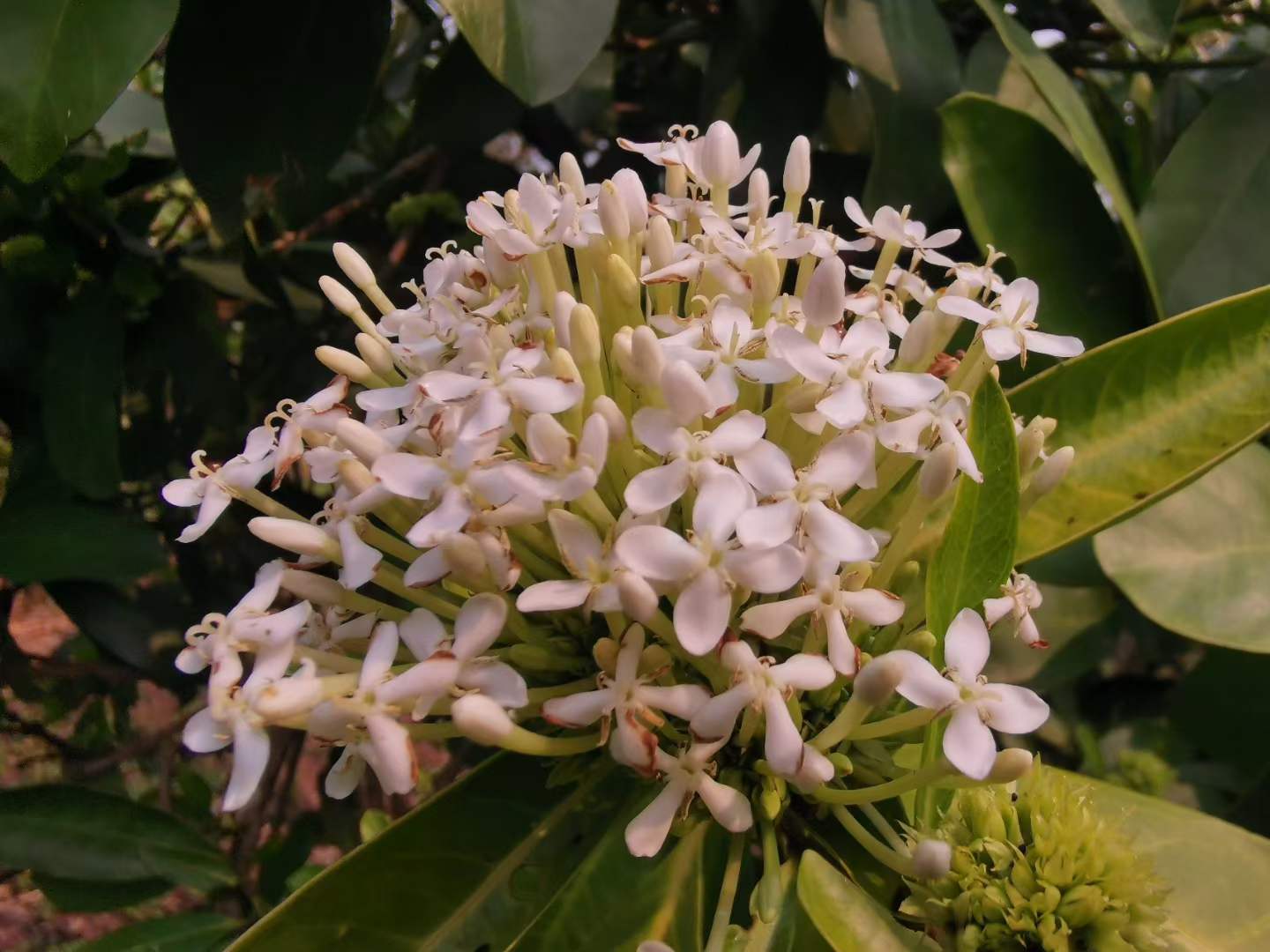 Blossoming flowers in March in XTBG
