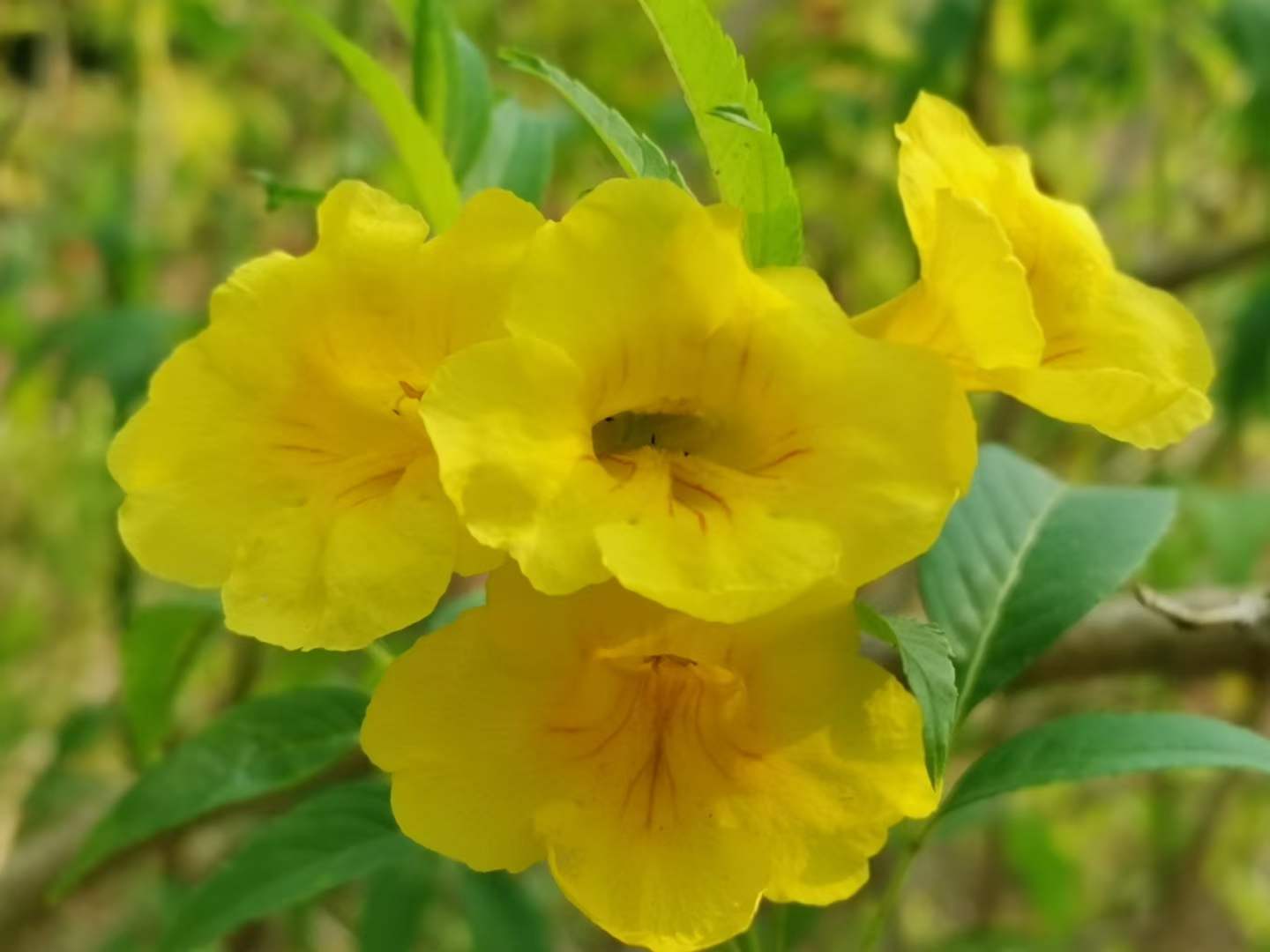 Blossoming flowers in March in XTBG