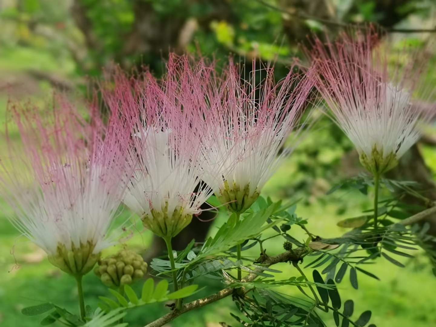Blossoming flowers in March in XTBG