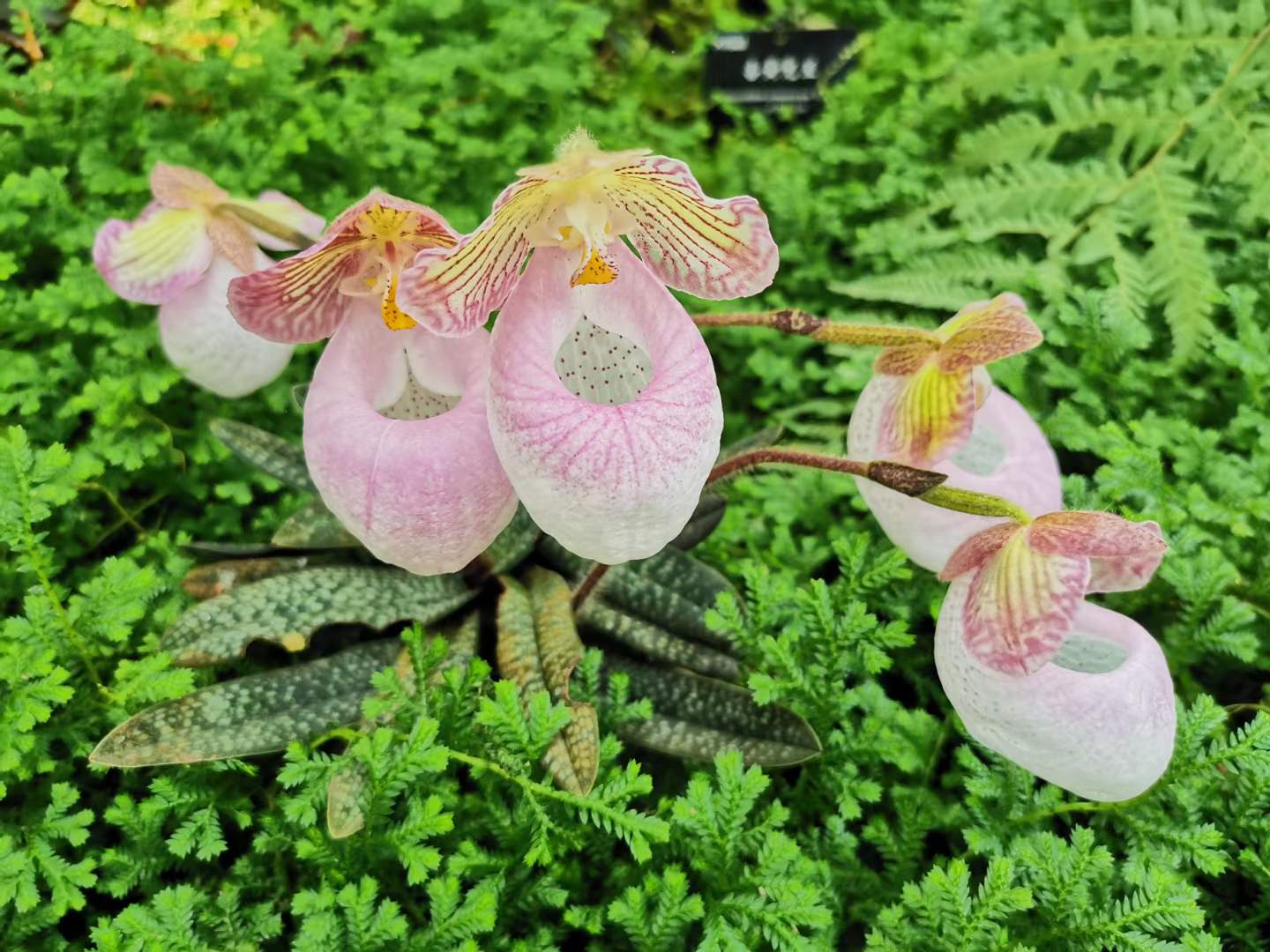 Natural orchid show in April