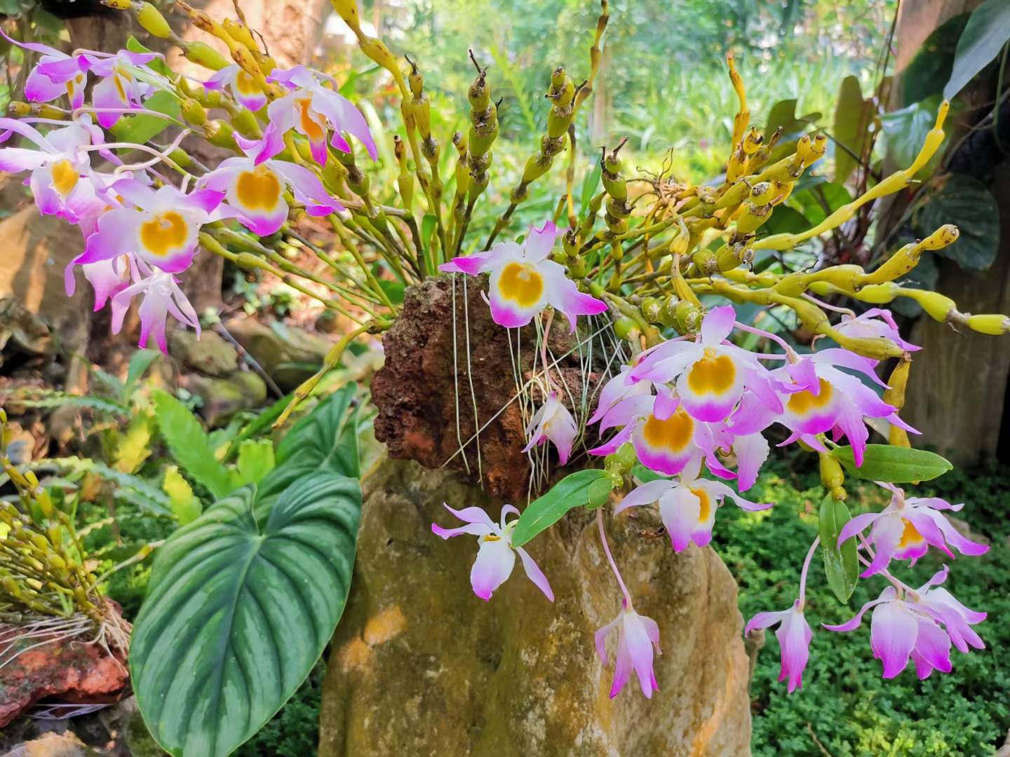 Natural orchid show in April