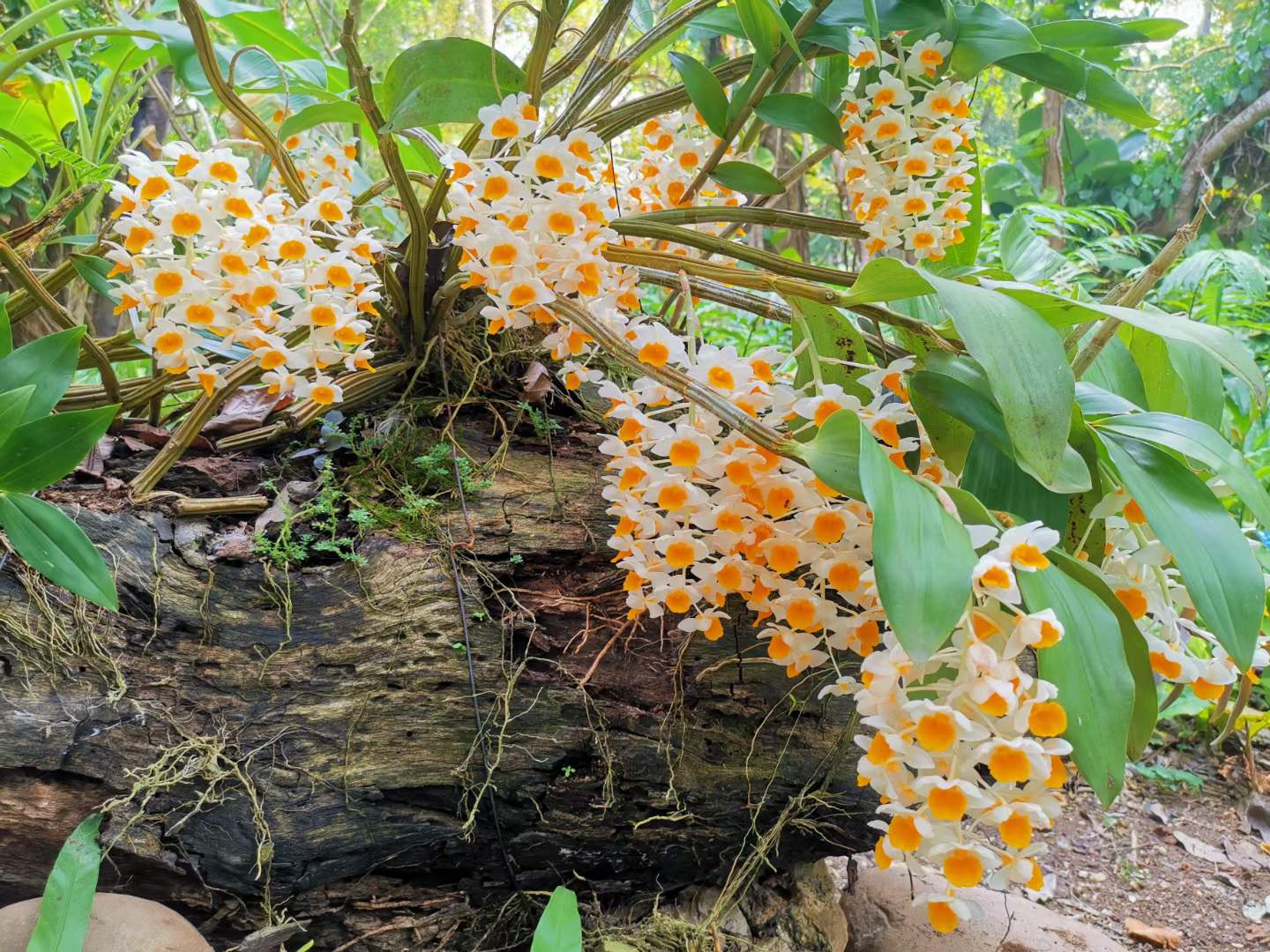Natural orchid show in April