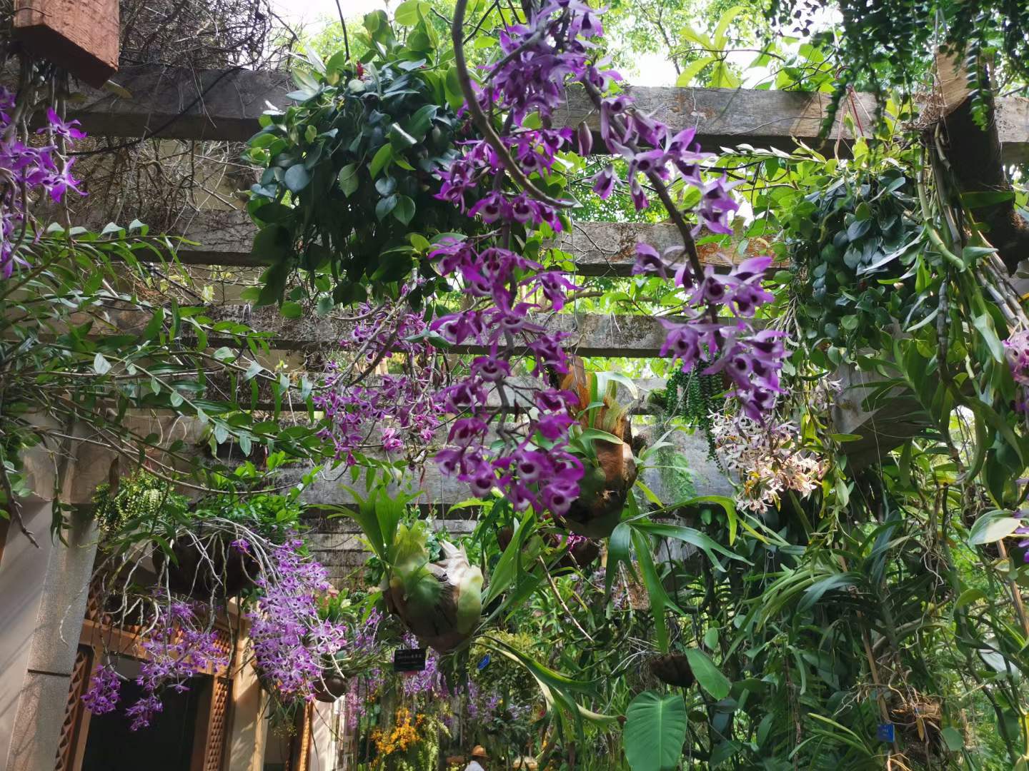 Natural orchid show in April