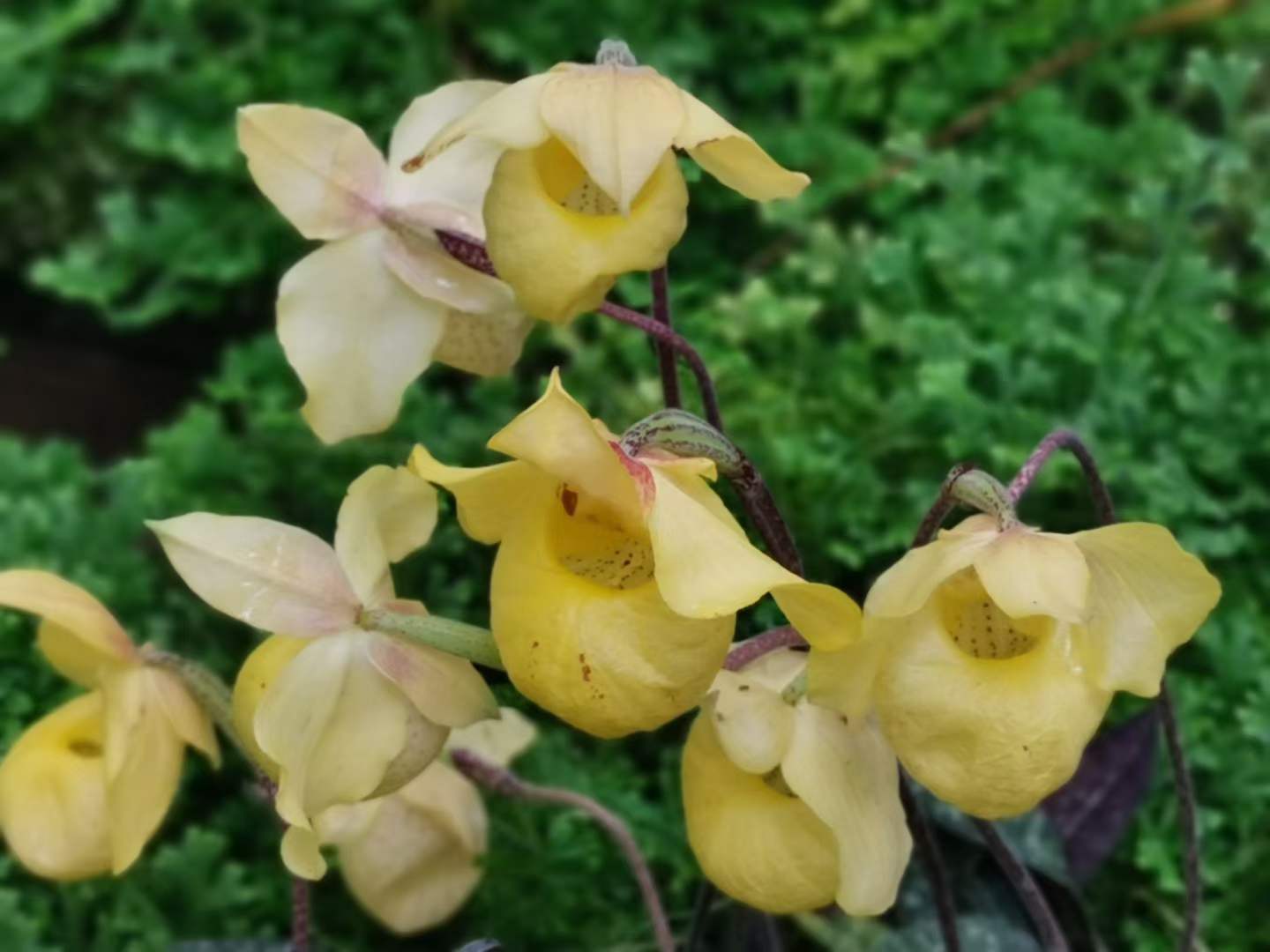 Natural orchid show in April