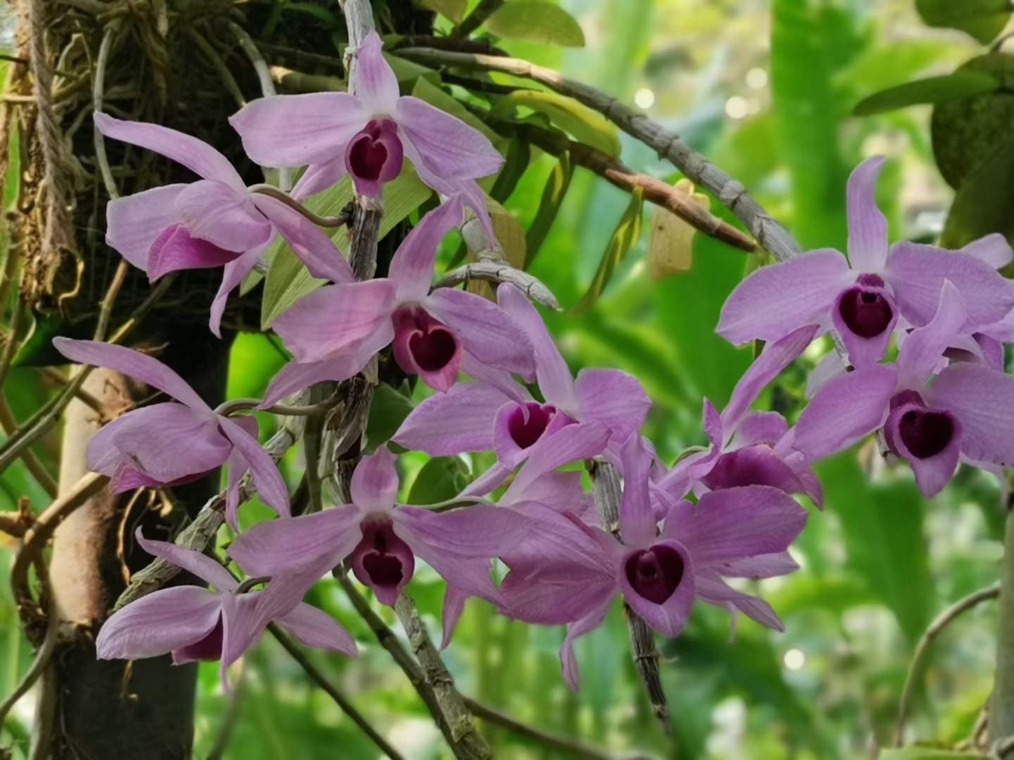 Natural orchid show in April