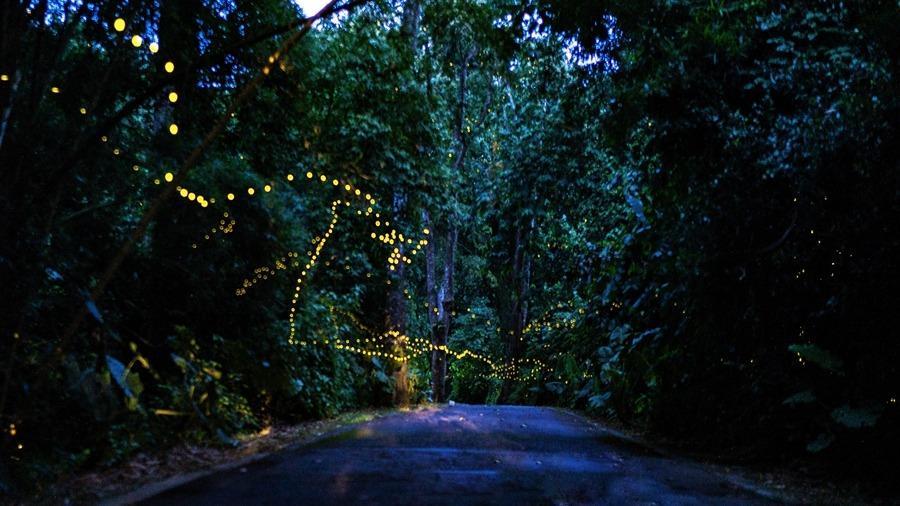 Enchanting scenery of fireflies in SW China's Yunnan