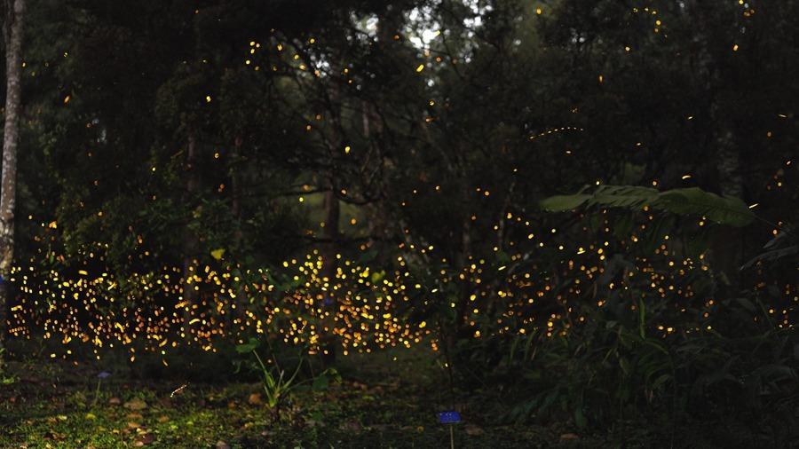 Enchanting scenery of fireflies in SW China's Yunnan