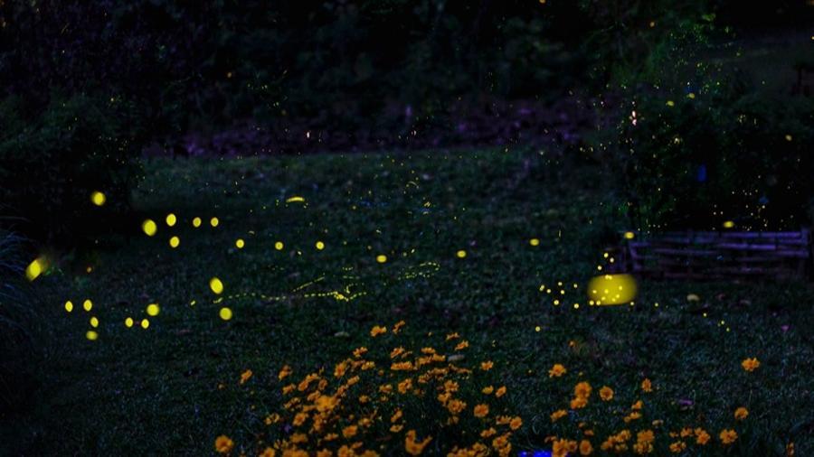 Enchanting scenery of fireflies in SW China's Yunnan