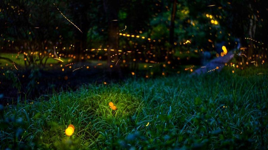 Enchanting scenery of fireflies in SW China's Yunnan