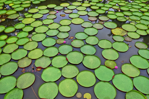 Water lily pond of XTBG in July