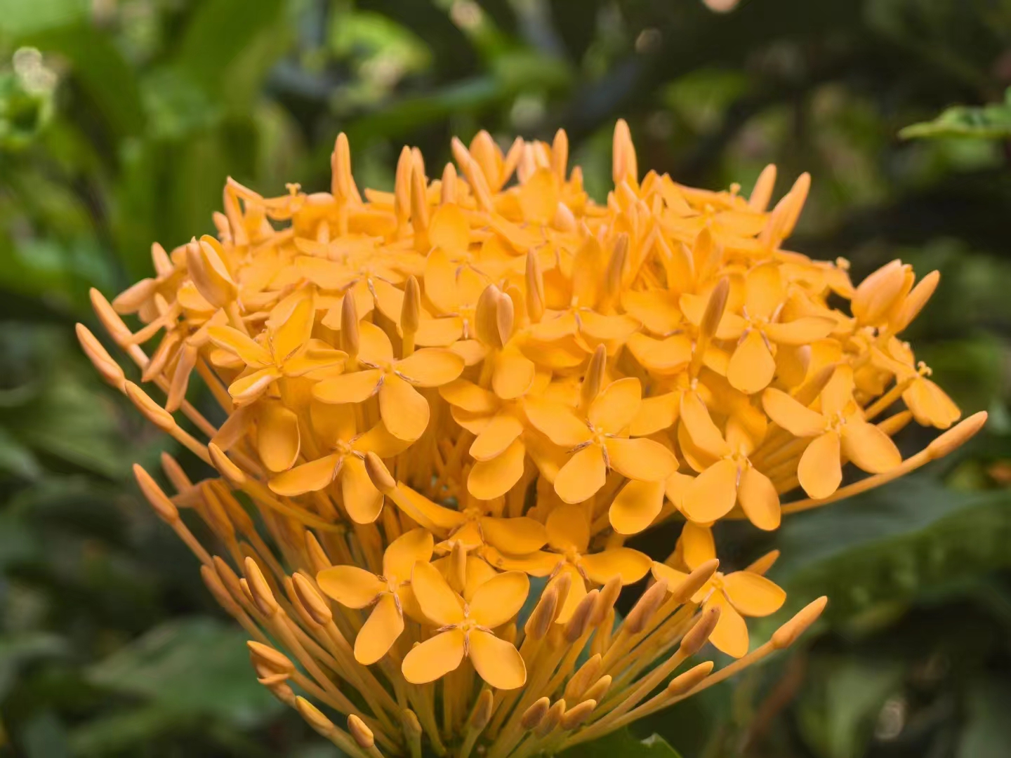 Flowers blossoming in XTBG in September