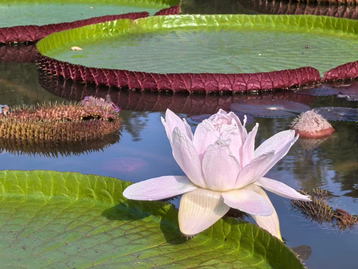 Flowers blossoming in XTBG in September