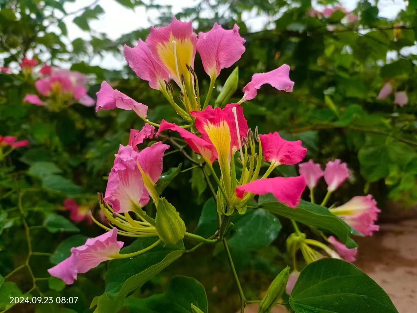 Flowers blossoming in XTBG in September
