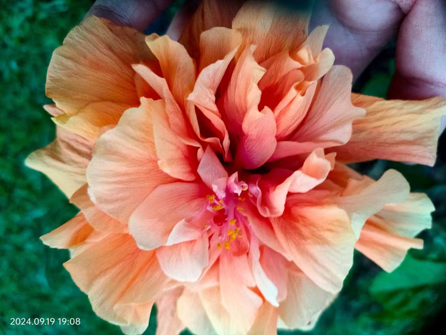 Flowers blossoming in XTBG in September