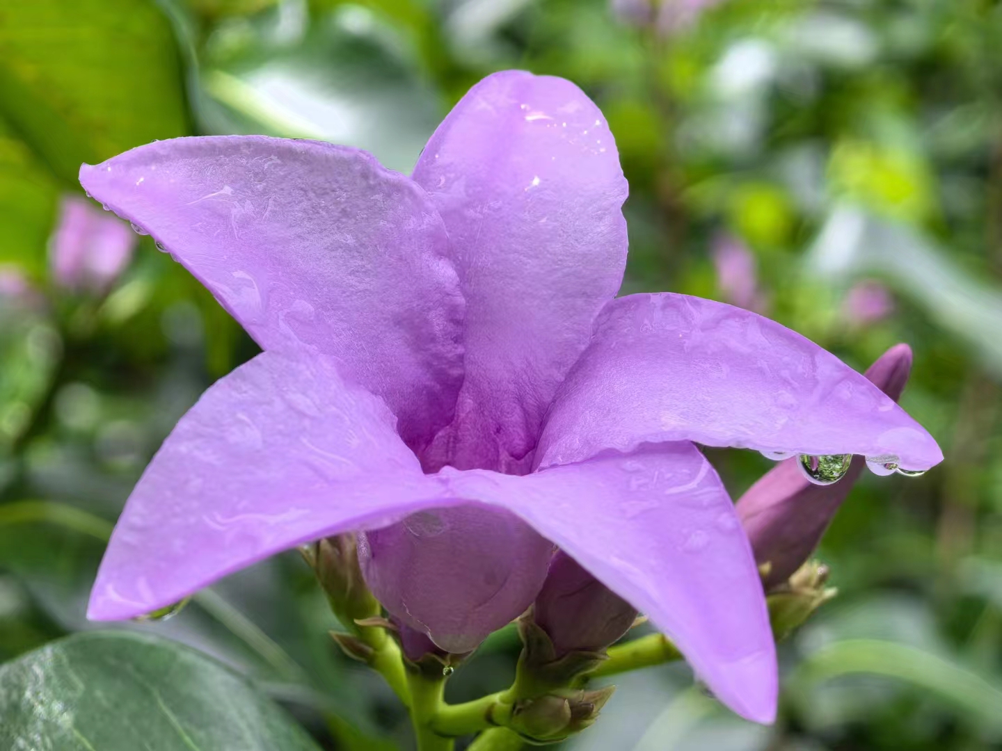 Flowers blossoming in XTBG in September