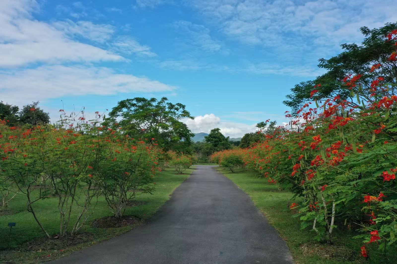 XTBG scenery