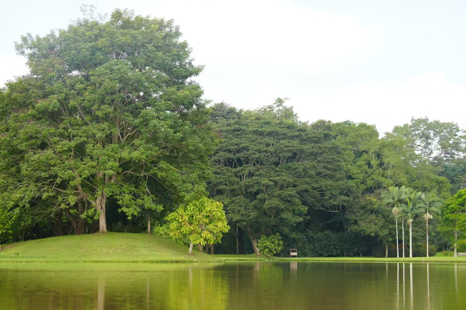 XTBG scenery