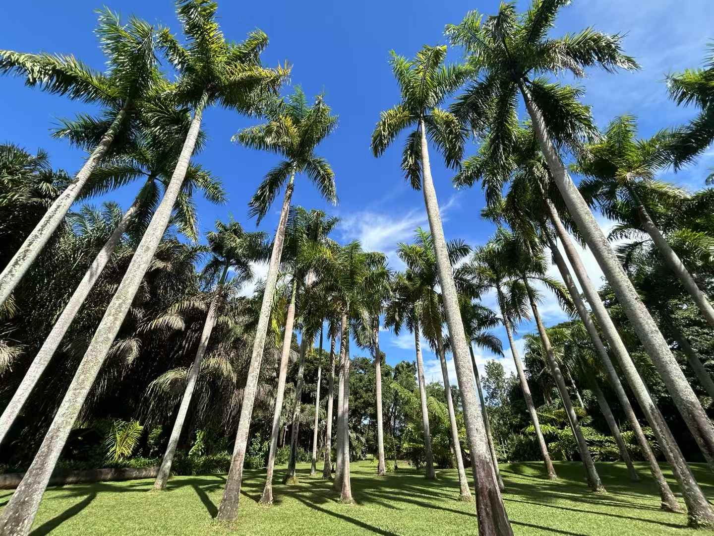 XTBG scenery