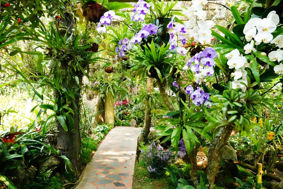 XTBG launches 12th&nbsp;“Orchids in Nature”&nbsp;exhibition to promote ecological conservation and cultural heritage