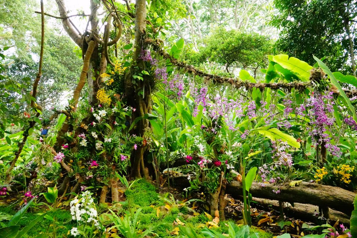 XTBG launches 12th&nbsp;“Orchids in Nature”&nbsp;exhibition to promote ecological conservation and cultural heritage