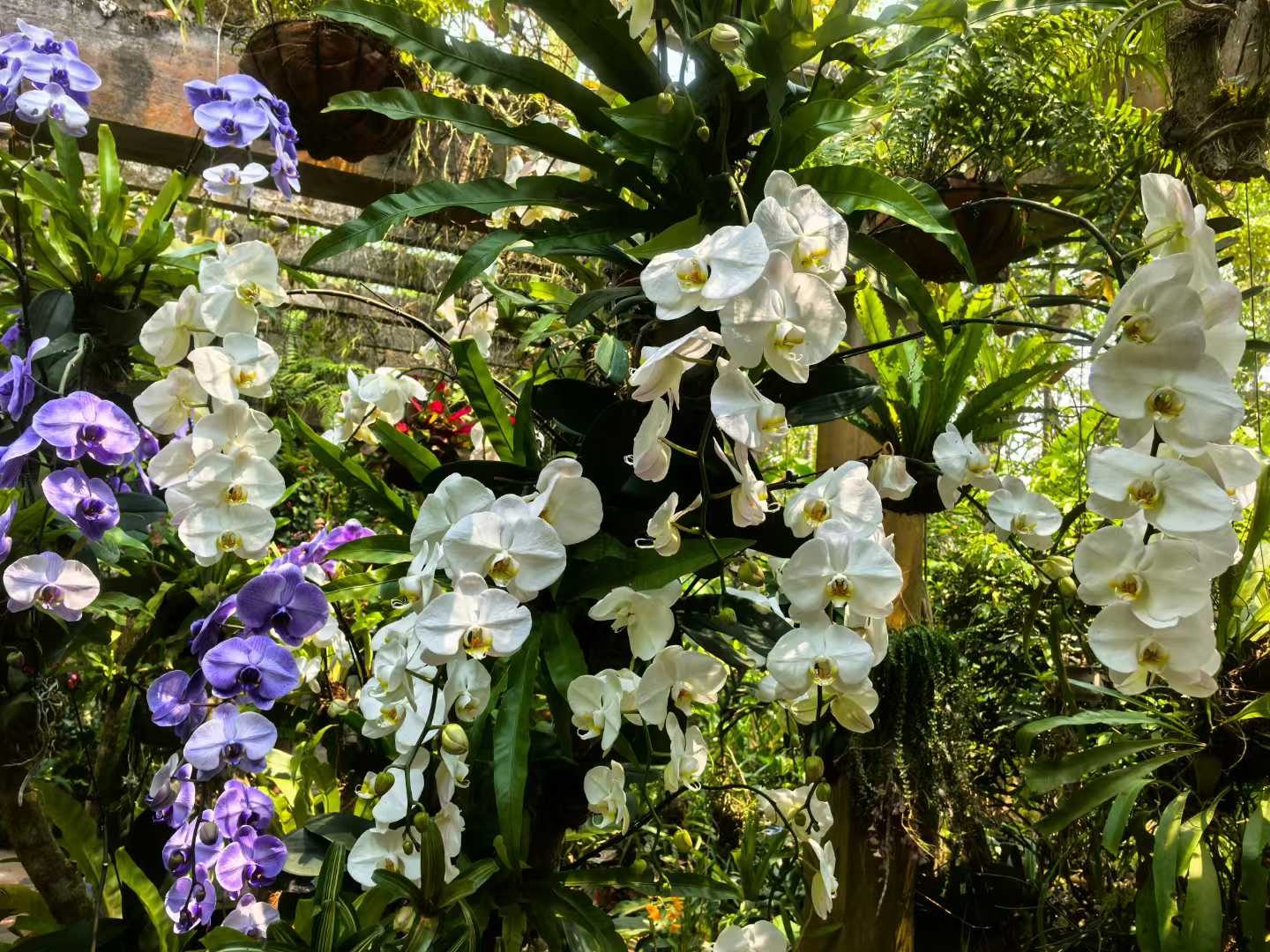 XTBG launches 12th&nbsp;“Orchids in Nature”&nbsp;exhibition to promote ecological conservation and cultural heritage