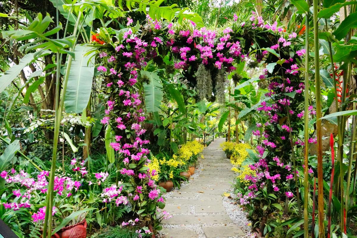 XTBG launches 12th&nbsp;“Orchids in Nature”&nbsp;exhibition to promote ecological conservation and cultural heritage