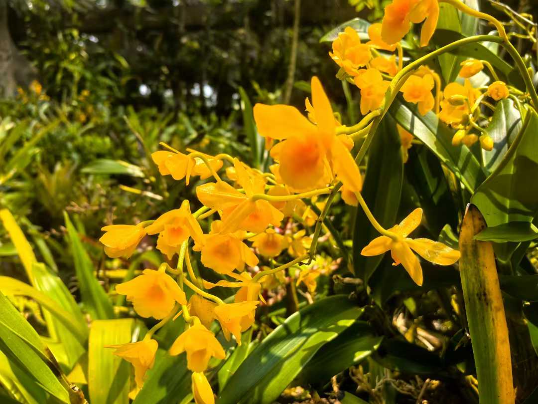 XTBG launches 12th&nbsp;“Orchids in Nature”&nbsp;exhibition to promote ecological conservation and cultural heritage
