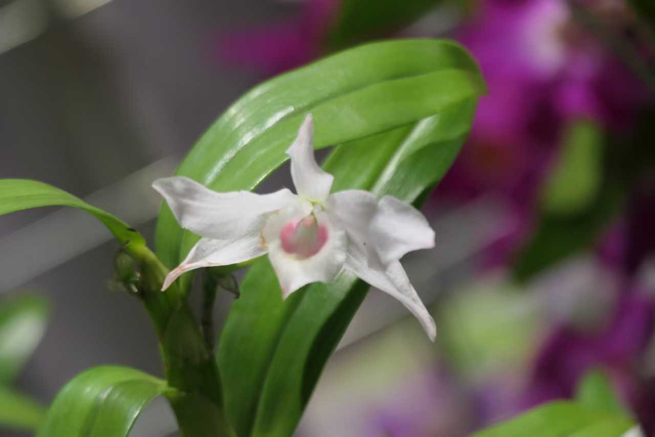 XTBG launches 12th&nbsp;“Orchids in Nature”&nbsp;exhibition to promote ecological conservation and cultural heritage