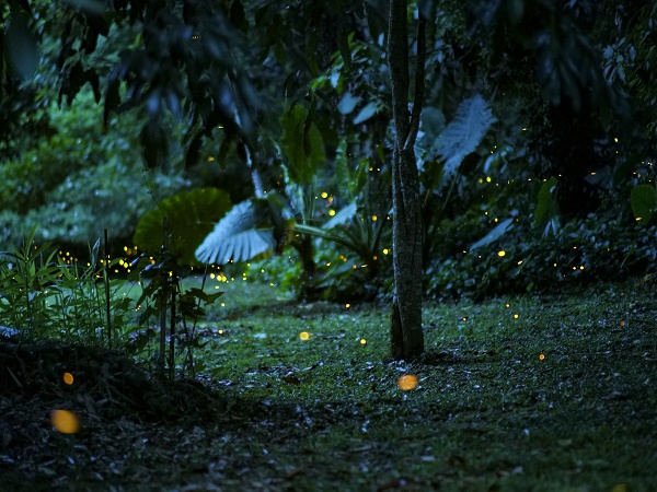 Fireflies put on spectacular light show