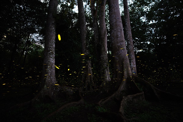 Fireflies put on spectacular light show