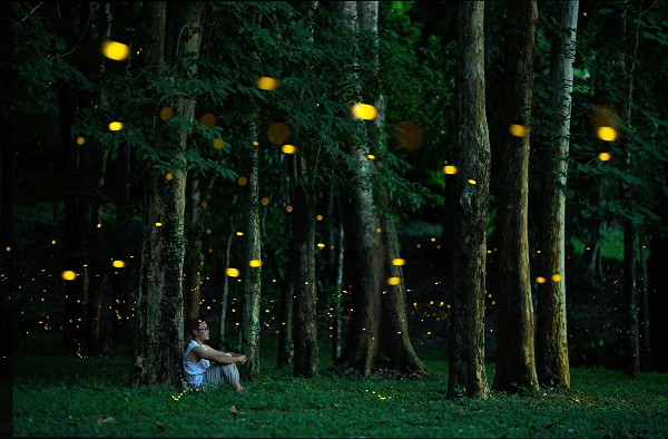 Fireflies put on spectacular light show
