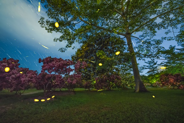 Fireflies put on spectacular light show