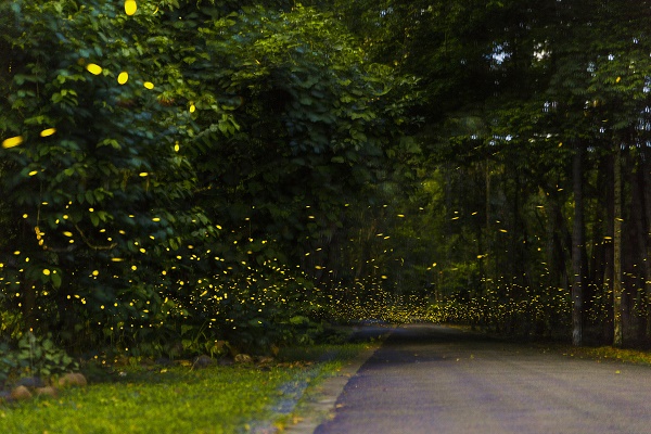 Fireflies put on spectacular light show