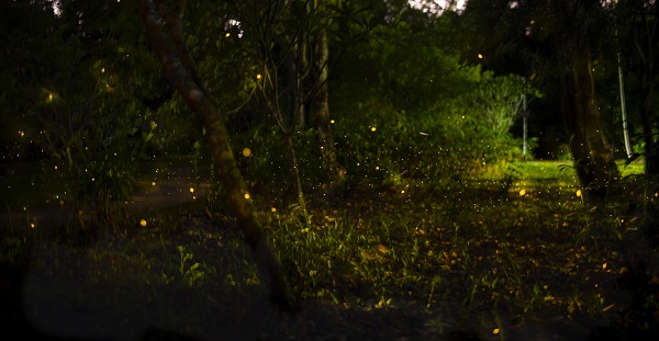 Fireflies put on spectacular light show