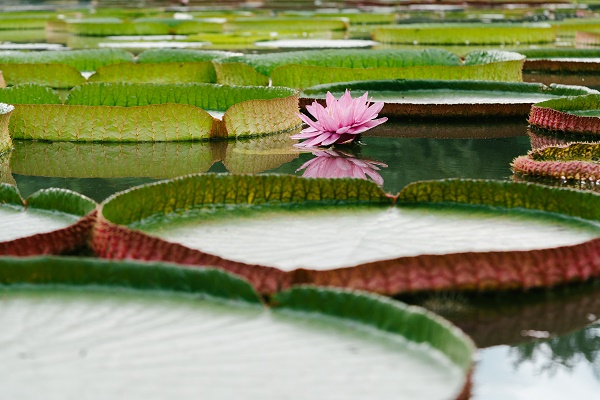Royal water lilies in bloom