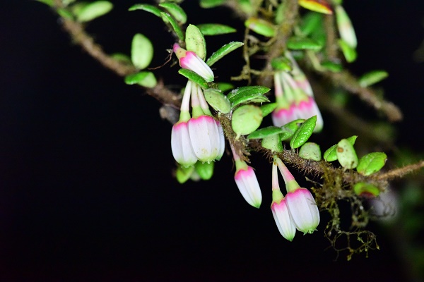 Two New Species of Ericaceae Reported from Motuo County, Xizang