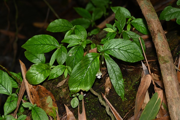 New Perennial&nbsp;Herb&nbsp;Species Found in Southern Myanmar