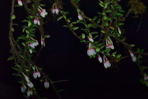 Two New Species of Ericaceae Reported from Motuo County, Xizang