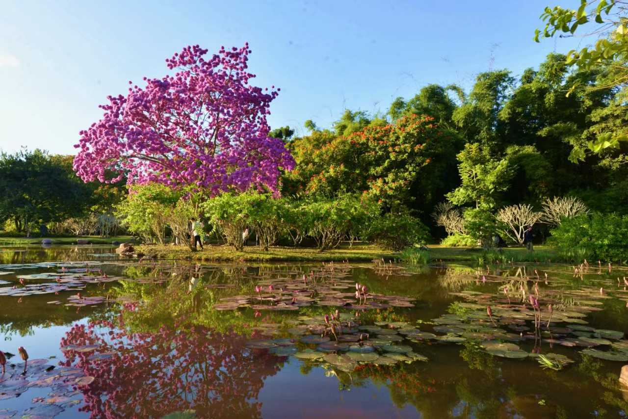 Blossoming XTBG in December