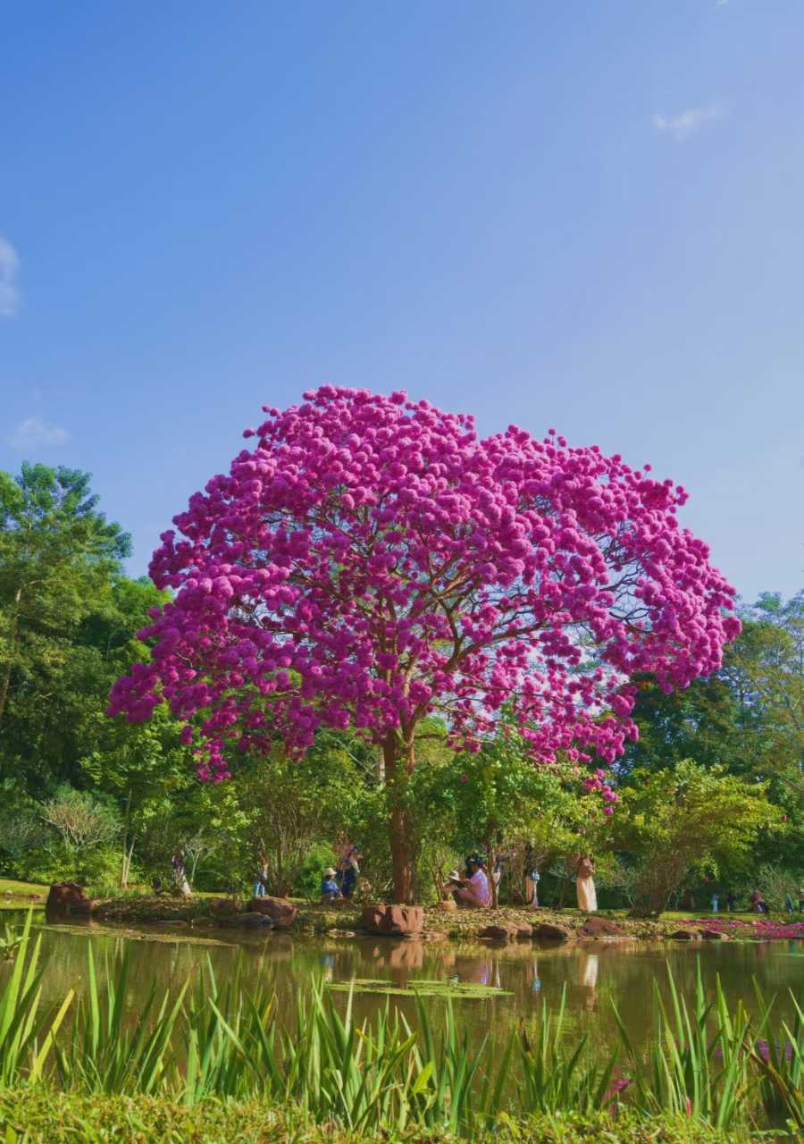Blossoming XTBG in December
