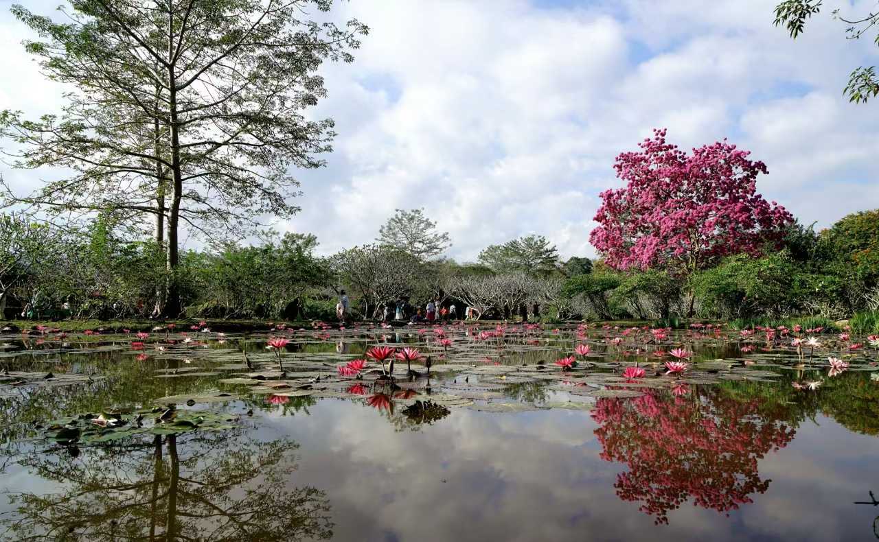 Blossoming XTBG in December