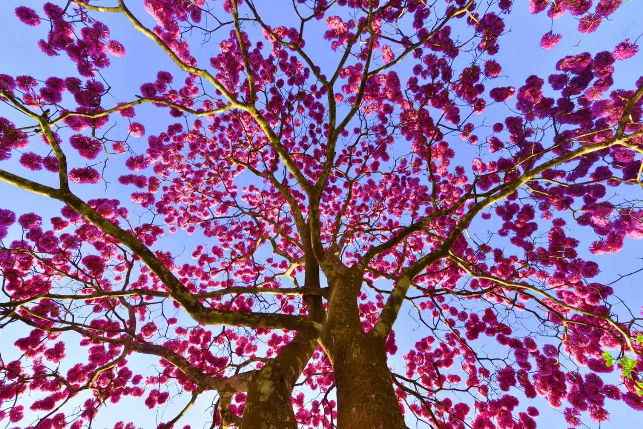 Blossoming XTBG in December
