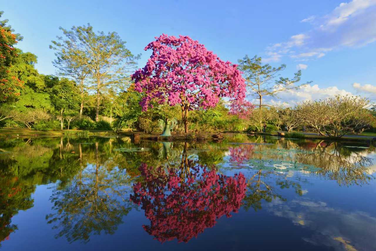 Blossoming XTBG in December