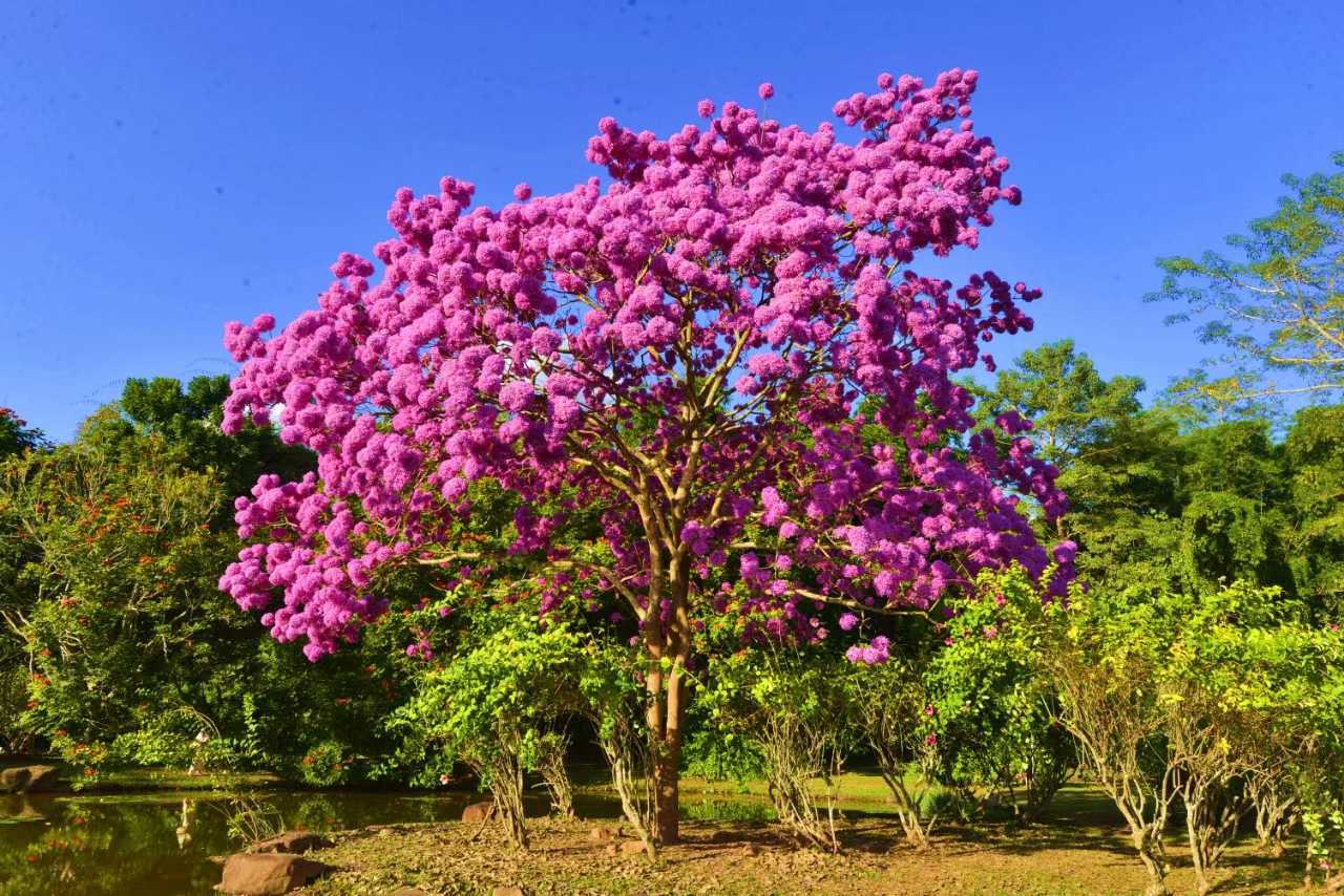 Blossoming XTBG in December