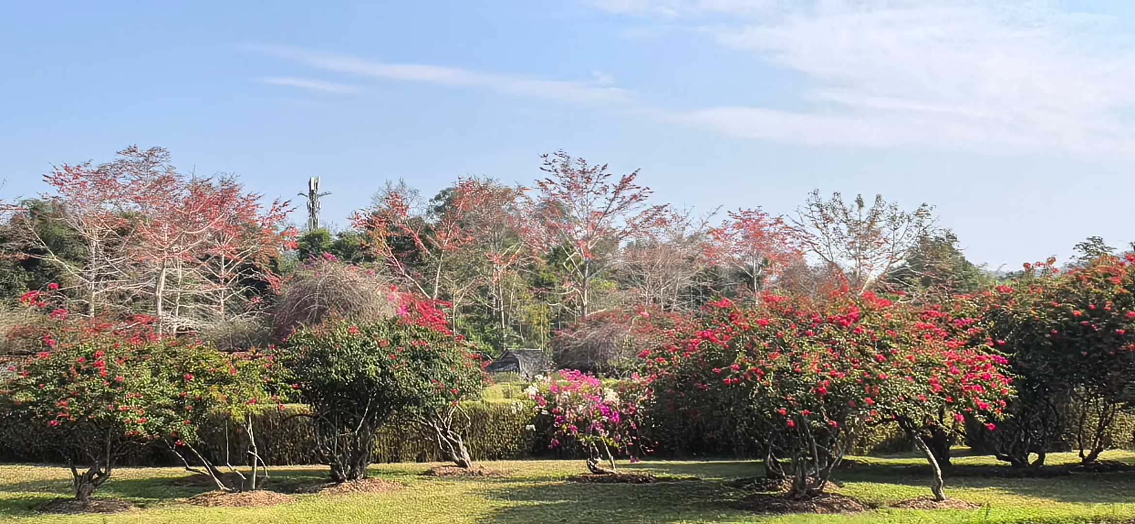 Blossoming XTBG in February